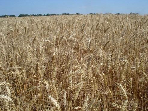 результати випробування пшениці 2014 р