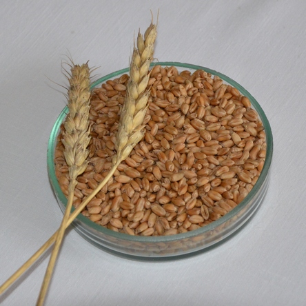 Лабораторія селекції пшениці 