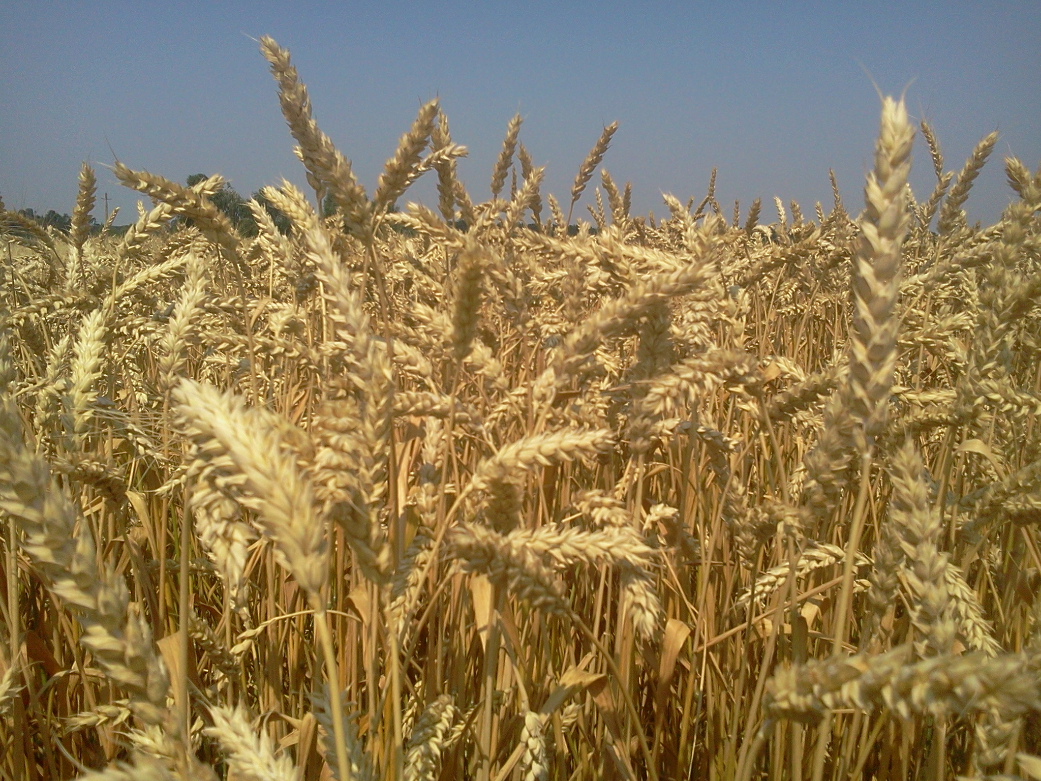 Продуктивність пшениці...