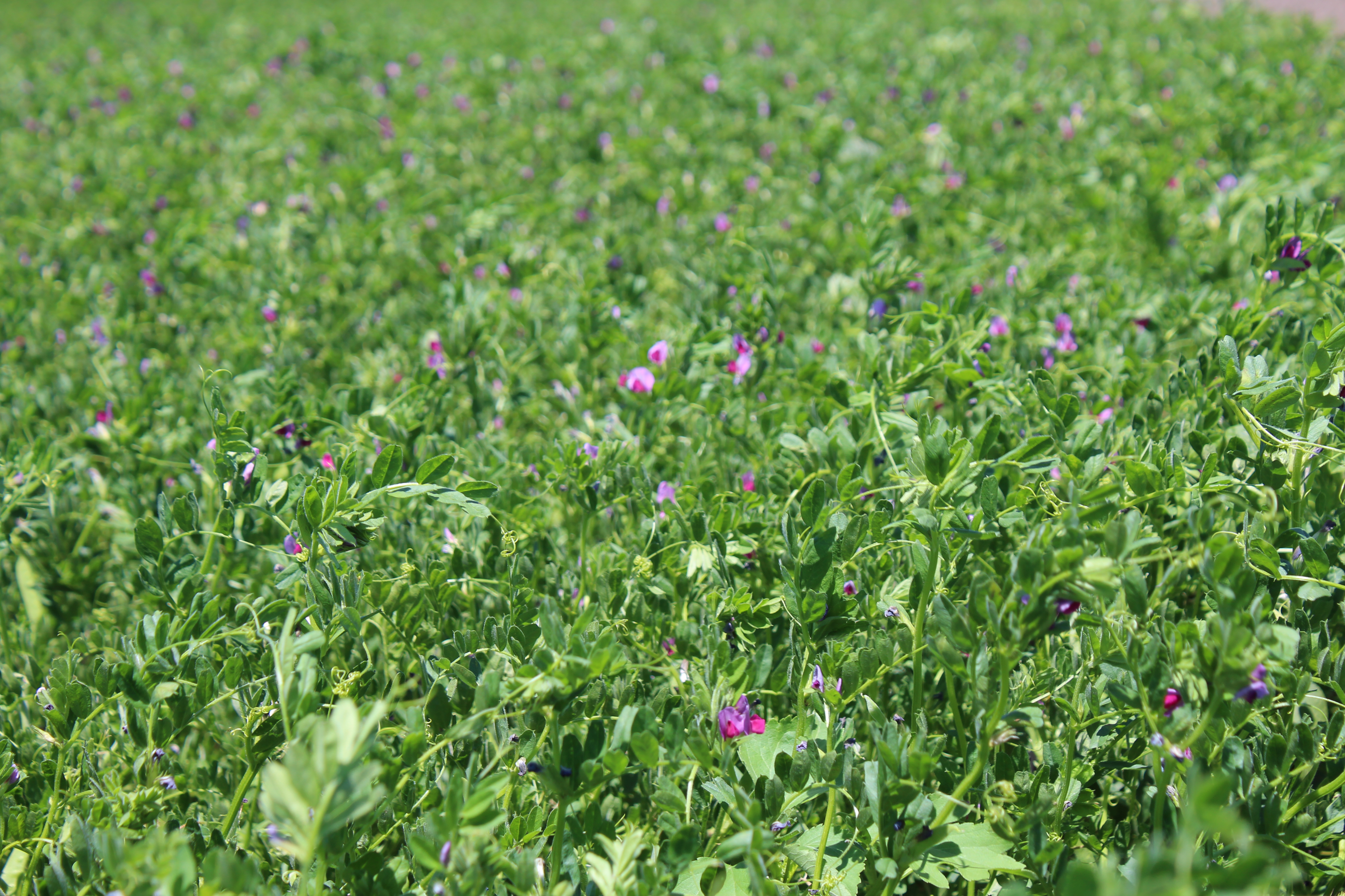 Білоцерківська 96