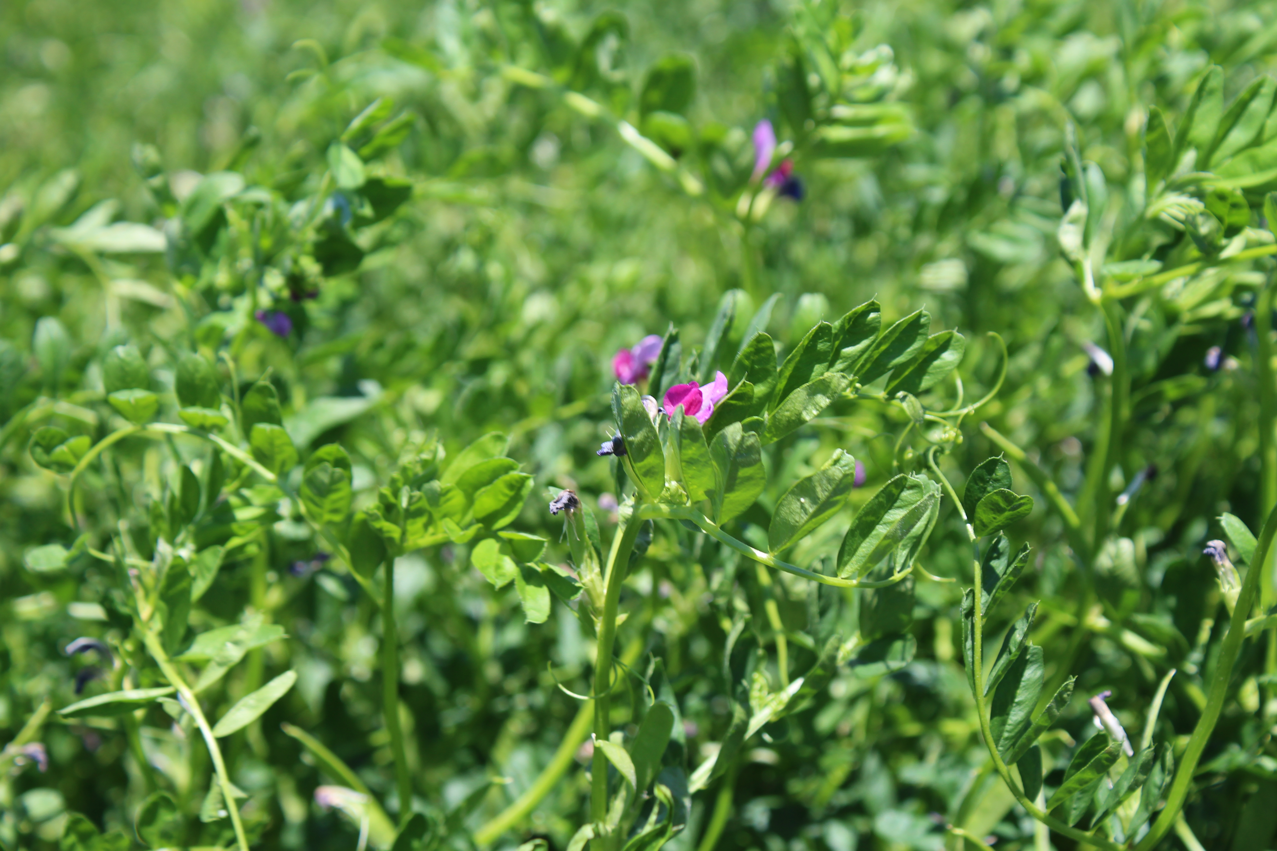 Білоцерківська 96