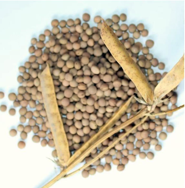 Веснянка Веснянка