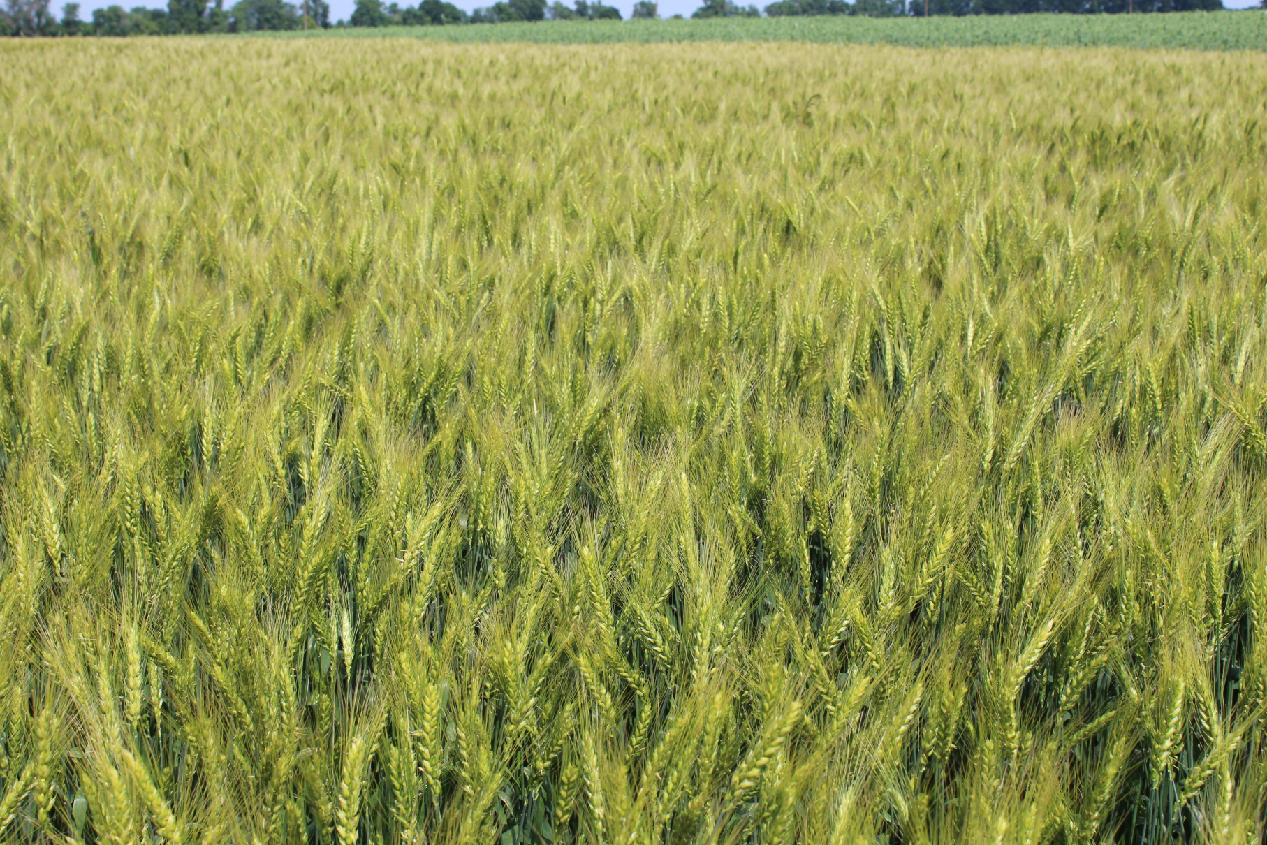 Лісова пісня